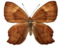 Abisara bifasciata angulata ♀ Up.