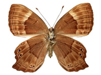 Abisara bifasciata angulata ♀ Un.