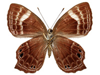 Abisara bifasciata angulata ♀ Un.
