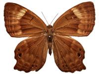 Abisara bifasciata angulata ♀ Up.