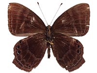 Abisara saturata kausambioides ♂ Un.