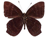 Abisara saturata kausambioides ♂ Un.