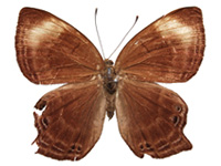 Abisara saturata maya ♀ Up.