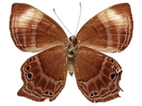 Abisara saturata kausambioides ♀ Un.