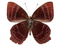 Abisara saturata kausambioides ♂ Un.