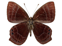 Abisara saturata kausambioides ♂ Un.