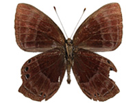 Abisara saturata kausambioides ♂ Un.