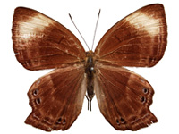 Abisara saturata kausambioides ♀ Up.