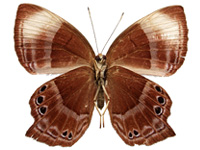 Abisara saturata kausambioides ♀ Un.