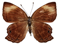 Abisara saturata kausambioides ♀ Up.