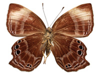 Abisara saturata kausambioides ♀ Un.