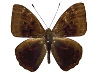 Taxila hainana ♂ Up.