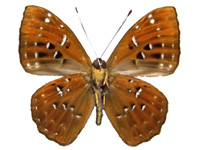 Taxila hainana ♂ Un.