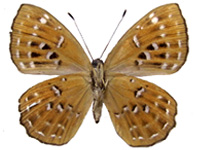 Taxila hainana ♀ Un.