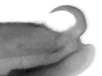 Neptis capnodes pandoces ♂ genitalia