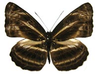 pseudovikasi male Up.