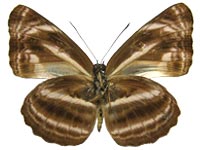 pseudovikasi male Un.