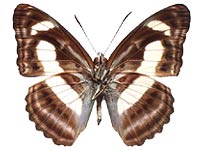 Athyma zeroca ssp. ♂ Un.