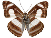 Athyma zeroca ssp. ♂ Un.