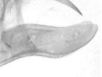 Cynitia flora andersonii ♂ genitalia