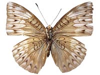 Euthalia mahadeva zichrina ♀ Un.
