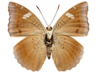 Euthalia aconthea garuda ♀ Un.