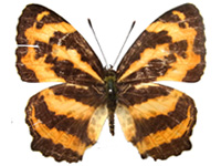 Symbrenthia cryptica ♀ Up.