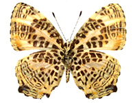 Symbrenthia cryptica ♀ Un.