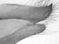 Kallima inachus siamensis ♂ genitalia