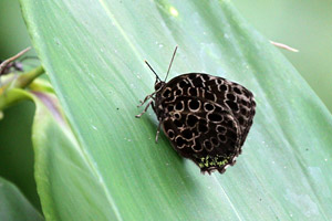 Arhopala kinabala