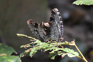 Elymnias nesaea timandra