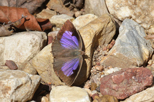 Arhopala alax