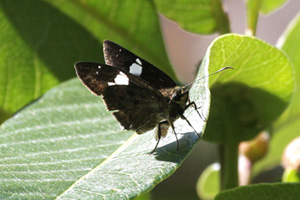 Coladenia agnioides