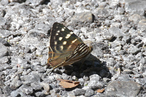 Dodona eugenes venox