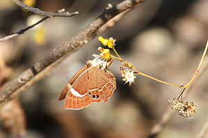 Abisara latifasciata