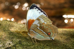 Stichophthalma mathilda siamensis