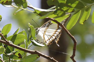 Polyura eudamippus nigrobasalis 