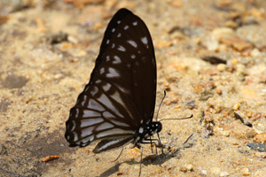 Graphium ramaceus pendleburyi
