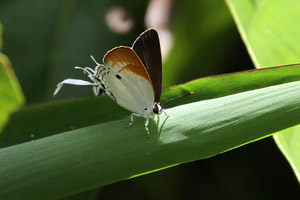 Suasa lisides suessa