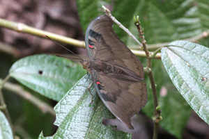 Euthalia evelina compta