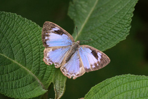 Poritia hewitsoni geta