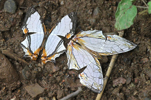 Cyrestis nivea nivalis and Cyrestis thyodamas thyodamas