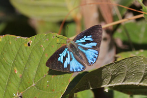 Deramas jasoda jasoda