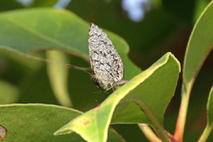 Allotinus subviolaceus lanna