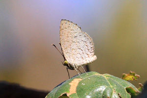 Allotinus yamaguchii