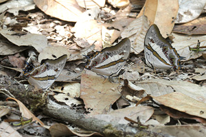 Polyura schreiber assamensis