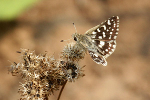 Spialia galba shanta