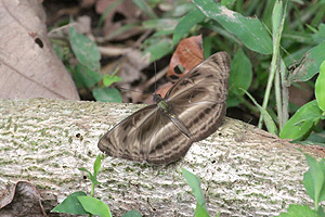Neptis harita harita