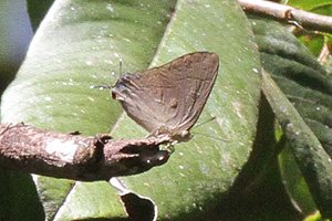 Creon cleobis cleobis