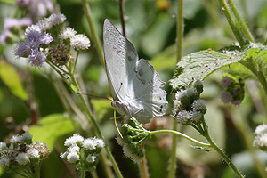 Helcyra hemina hemina